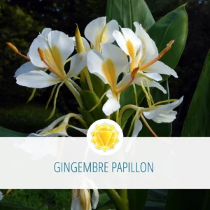 Modèle graphique pour post réseaux sociaux - carrousel post instagram - Aromathérapie sensorielle